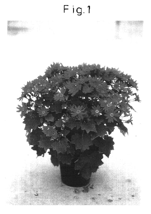 Figure 1 of US plant patent PP16634, the photograph of Sunsenebare printed in the patent.