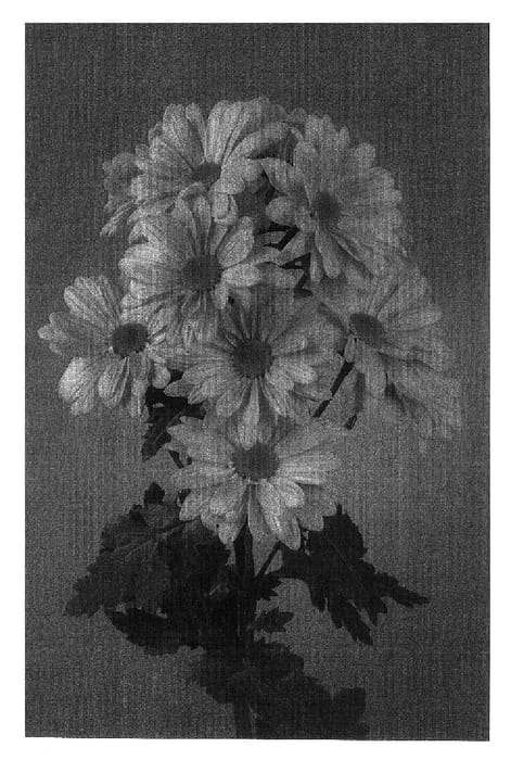 Figure 1 of US plant patent PP16635, the photograph of Danchryatpink printed in the patent.