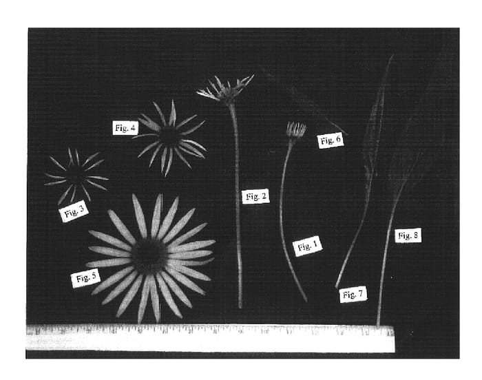 Figure 1 of US plant patent PP16636, the photograph of CBG Cone3 printed in the patent.