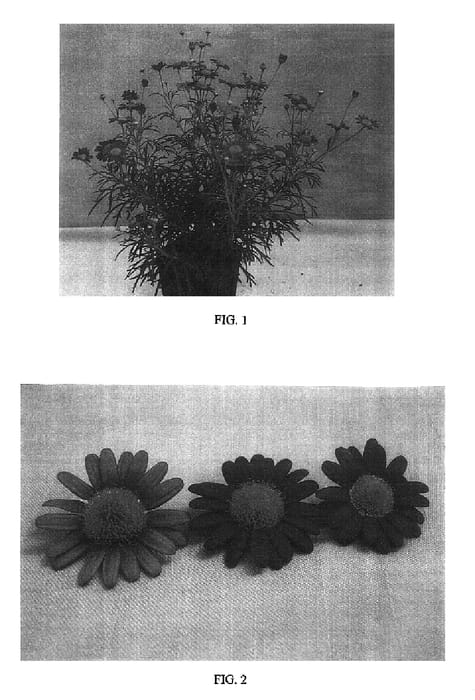 Figure 1 of US plant patent PP16637, the photograph of Ohmadsant printed in the patent.