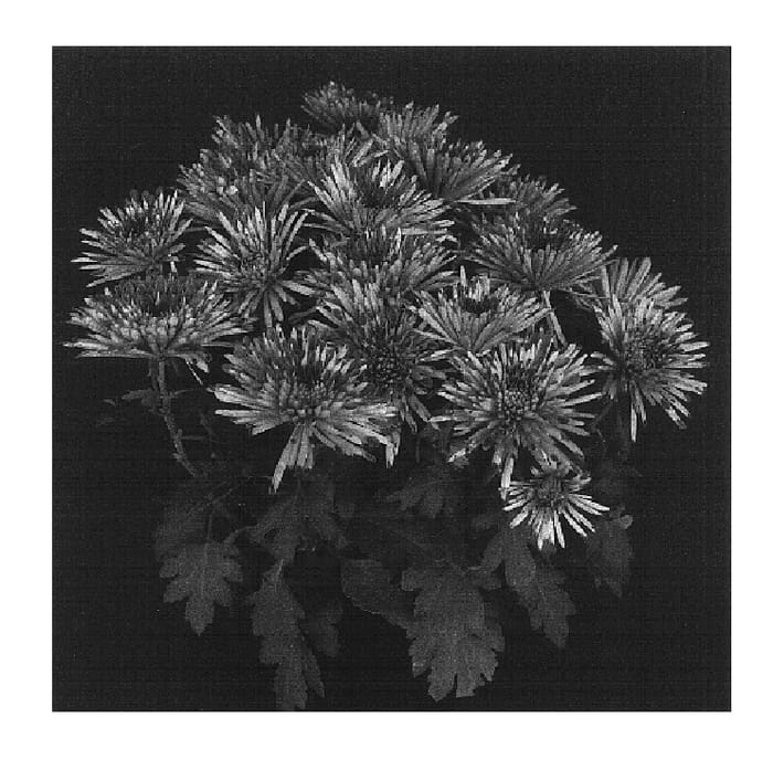Figure 1 of US plant patent PP16638, the photograph of Yowinnipeg printed in the patent.