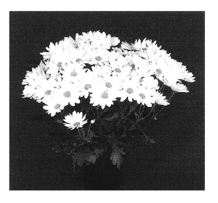 Figure 1 of US plant patent PP16639, the photograph of Yotahoe printed in the patent.