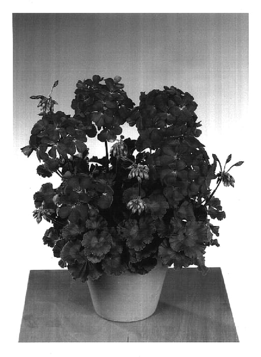 Figure 1 of US plant patent PP16640, the photograph of Fisnifire printed in the patent.