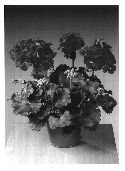 Figure 1 of US plant patent PP16641, the photograph of Fistafire printed in the patent.