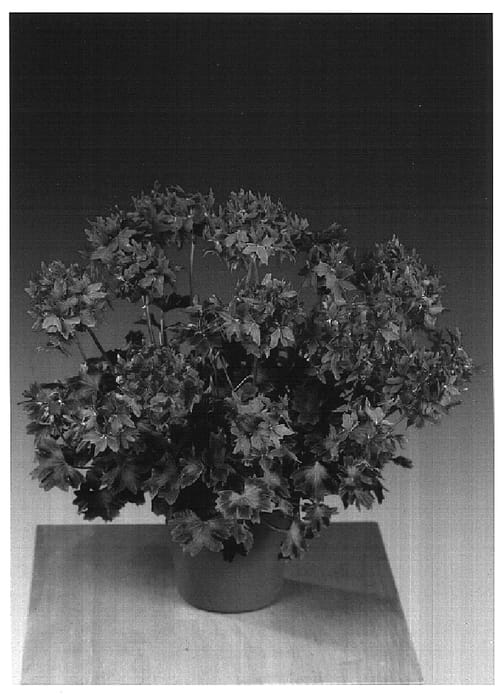 Figure 1 of US plant patent PP16642, the photograph of Grasalm printed in the patent.