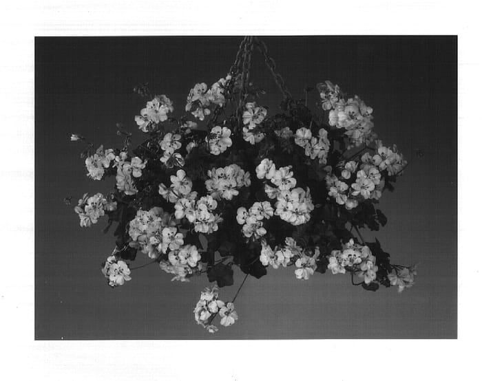 Figure 1 of US plant patent PP16643, the photograph of Filun printed in the patent.
