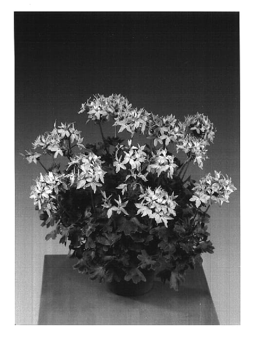 Figure 1 of US plant patent PP16644, the photograph of Grapink printed in the patent.