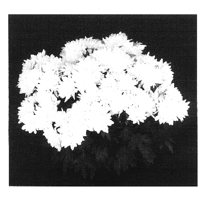 Figure 1 of US plant patent PP16645, the photograph of Yoottawa printed in the patent.
