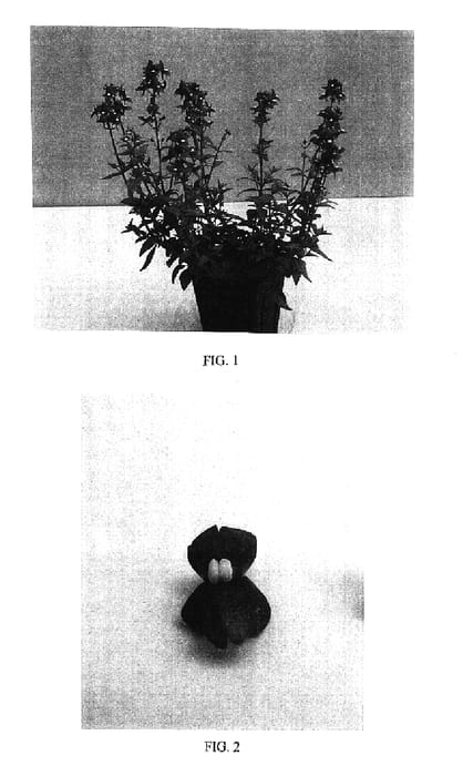Figure 1 of US plant patent PP16646, the photograph of Balarimdep printed in the patent.