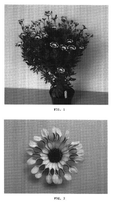 Figure 1 of US plant patent PP16647, the photograph of Balserwibli printed in the patent.
