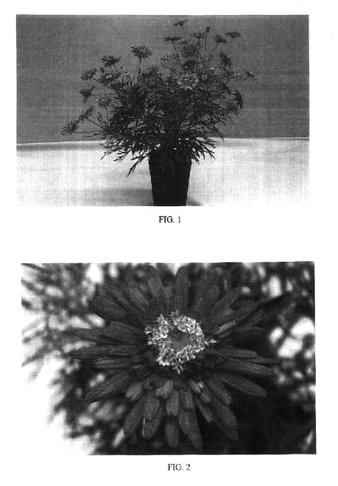 Figure 1 of US plant patent PP16648, the photograph of OHMADSAVI printed in the patent.
