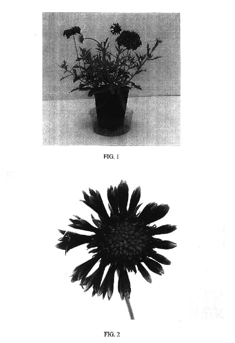 Figure 1 of US plant patent PP16649, the photograph of Baltoredem printed in the patent.