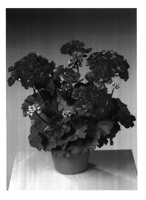 Figure 1 of US plant patent PP16650, the photograph of Fishimred printed in the patent.