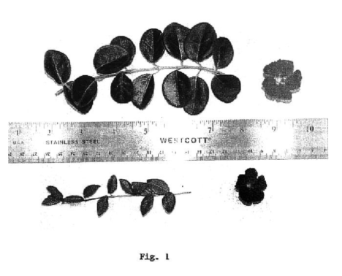 Figure 1 of US plant patent PP16651, the photograph of Giant Steps printed in the patent.