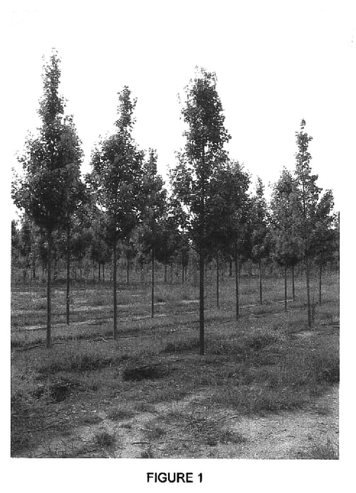 Figure 1 of US plant patent PP16652, the photograph of RT4 printed in the patent.