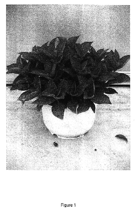 Figure 1 of US plant patent PP16653, the photograph of RIE 04 printed in the patent.