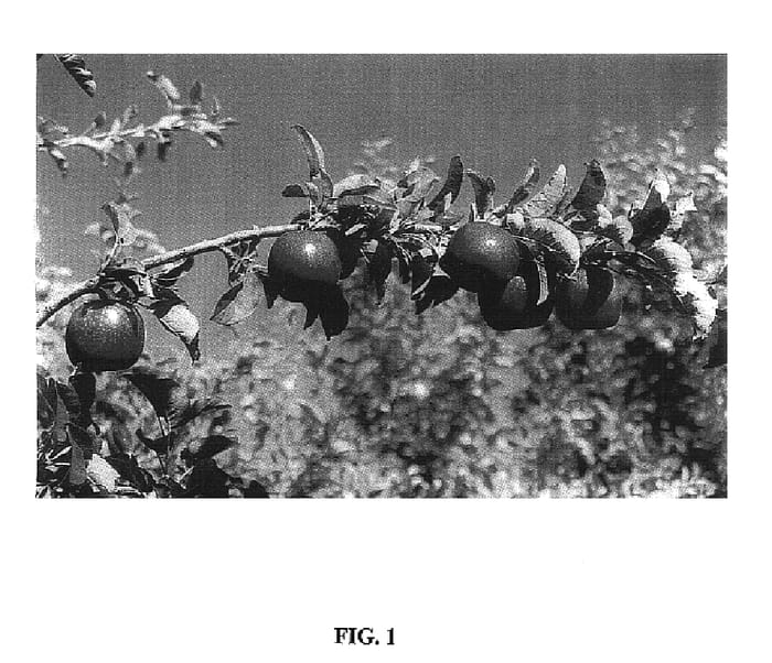 Figure 1 of US plant patent PP16654, the photograph of MC38 printed in the patent.