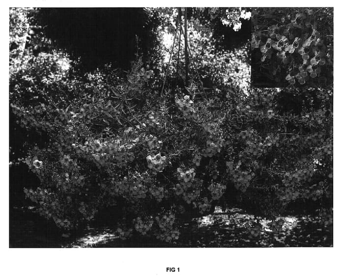 Figure 1 of US plant patent PP16655, the photograph of Cartbas Depink printed in the patent.
