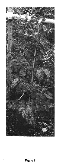 Figure 1 of US plant patent PP16656, the photograph of Huitan printed in the patent.