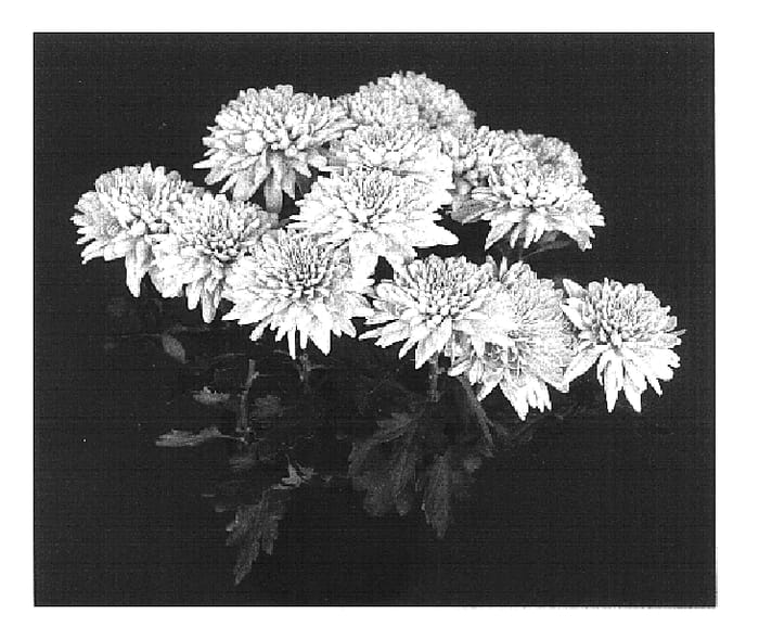 Figure 1 of US plant patent PP16657, the photograph of Yoleamington printed in the patent.