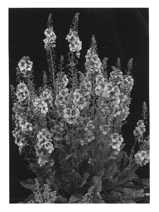 Figure 1 of US plant patent PP16658, the photograph of Lavender Lass printed in the patent.