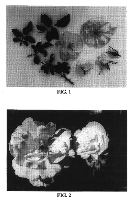 Figure 1 of US plant patent PP16659, the photograph of BAIine printed in the patent.