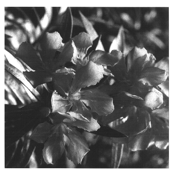 Figure 1 of US plant patent PP16660, the photograph of Nerium oleander plant - Turner's 7-678 printed in the patent.