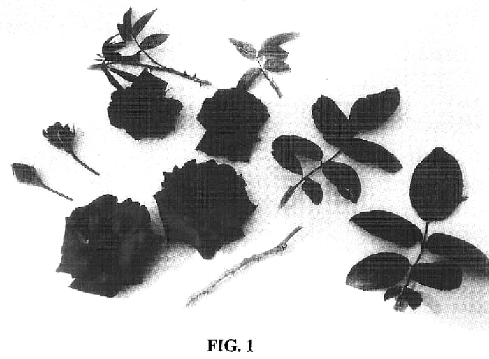 Figure 1 of US plant patent PP16661, the photograph of BAIkye printed in the patent.