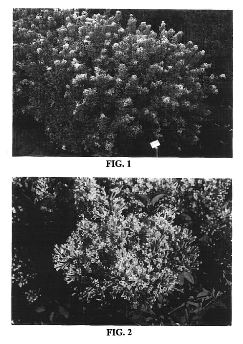 Figure 1 of US plant patent PP16662, the photograph of Bailina printed in the patent.