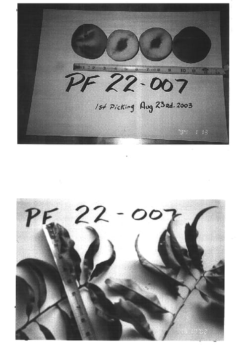 Figure 1 of US plant patent PP16663, the photograph of P.F. 22-007 printed in the patent.