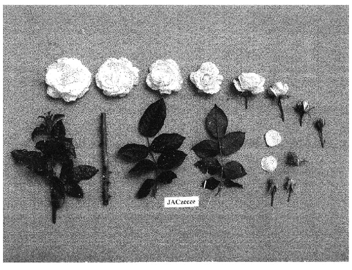 Figure 1 of US plant patent PP16664, the photograph of JACzeeze printed in the patent.
