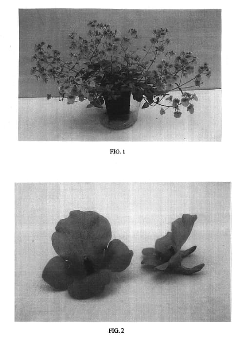 Figure 1 of US plant patent PP16665, the photograph of Balwhisaptim printed in the patent.