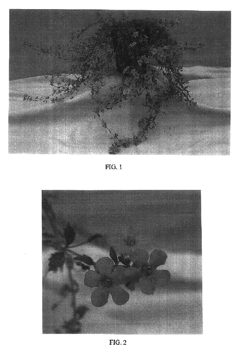 Figure 1 of US plant patent PP16666, the photograph of Balablim printed in the patent.