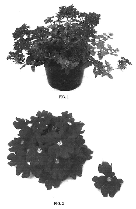 Figure 1 of US plant patent PP16667, the photograph of Balazreve printed in the patent.