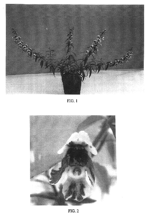 Figure 1 of US plant patent PP16668, the photograph of Balanglast printed in the patent.