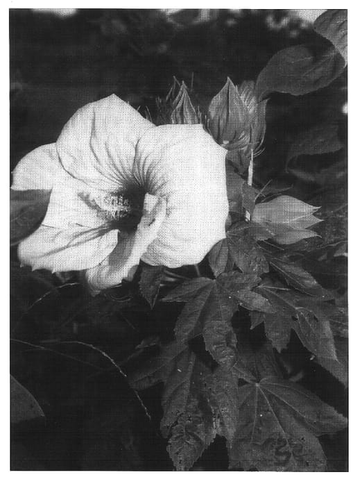 Figure 1 of US plant patent PP16669, the photograph of Cherub printed in the patent.