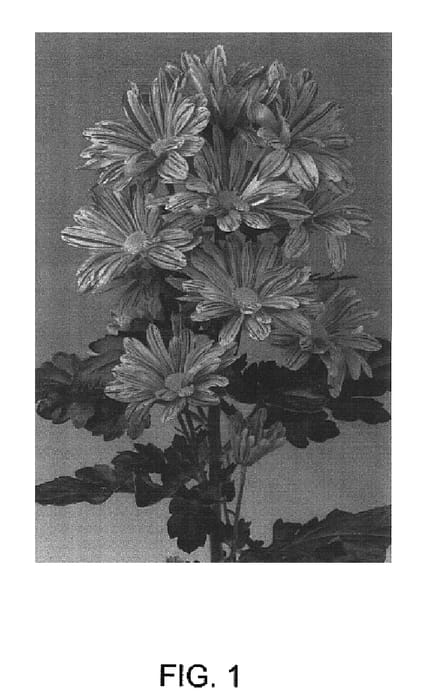 Figure 1 of US plant patent PP16670, the photograph of Artist Orange printed in the patent.