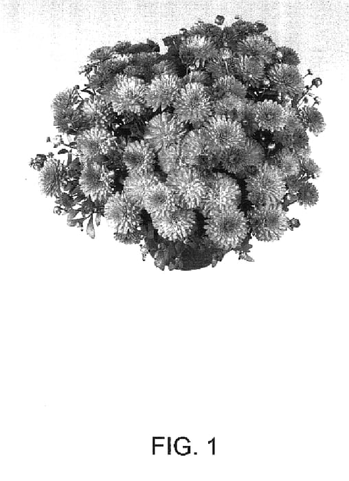 Figure 1 of US plant patent PP16671, the photograph of Homer printed in the patent.