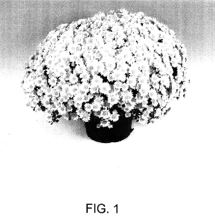Figure 1 of US plant patent PP16672, the photograph of Florina printed in the patent.