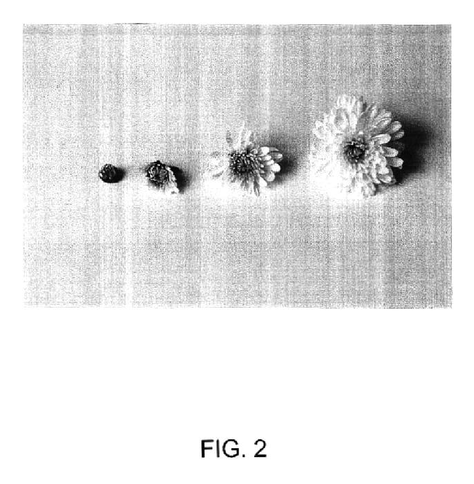 Figure 2 of US plant patent PP16673, the photograph of Bobwhite printed in the patent.