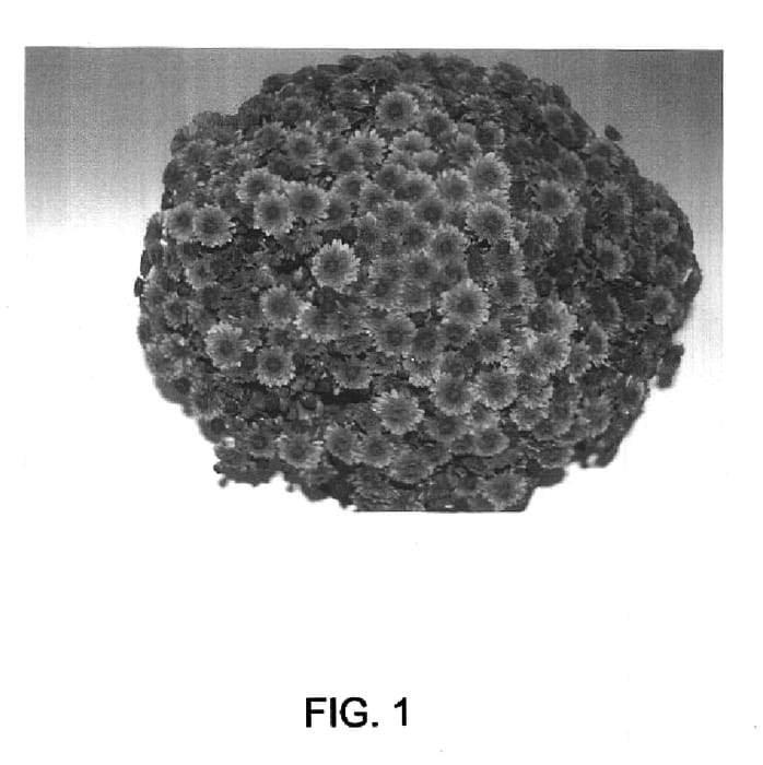 Figure 1 of US plant patent PP16674, the photograph of Katelli printed in the patent.