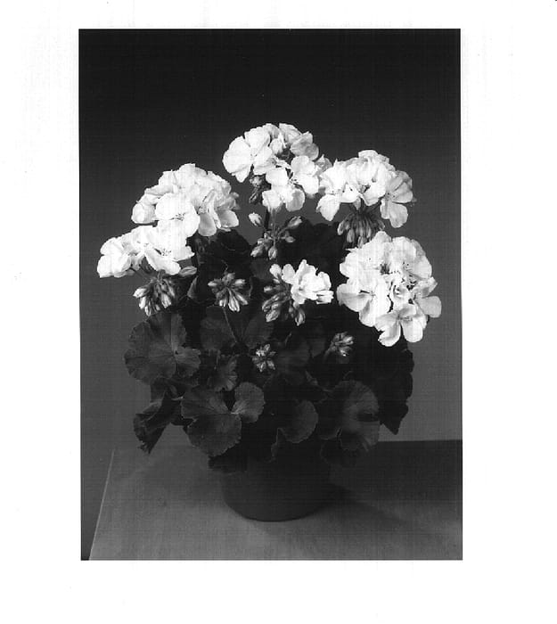 Figure 1 of US plant patent PP16675, the photograph of Fisweiss printed in the patent.