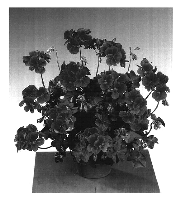 Figure 1 of US plant patent PP16676, the photograph of Fistufru printed in the patent.