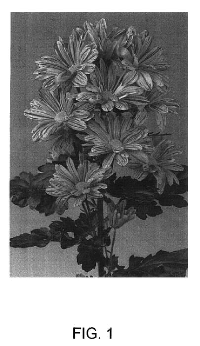 Figure 1 of US plant patent PP16677, the photograph of Crete printed in the patent.