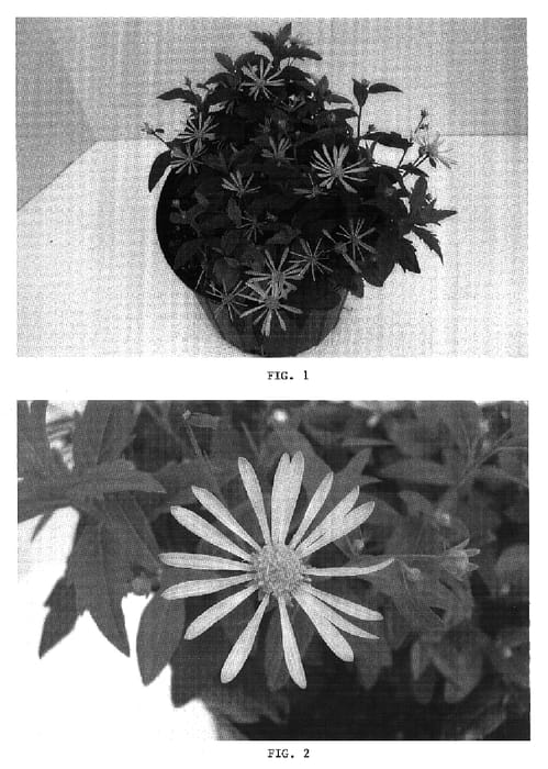Figure 1 of US plant patent PP16678, the photograph of Masbolimket printed in the patent.