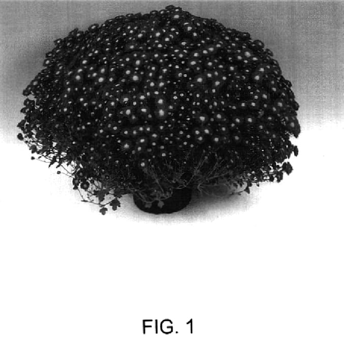Figure 1 of US plant patent PP16679, the photograph of Dora printed in the patent.