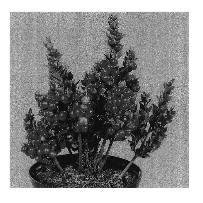 Figure 1 of US plant patent PP16680, the photograph of Christmas Berry printed in the patent.