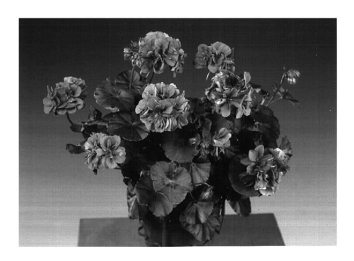 Figure 1 of US plant patent PP16681, the photograph of Fislina printed in the patent.