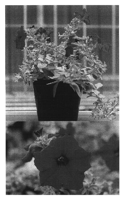 Figure 1 of US plant patent PP16682, the photograph of Sunsurfpapu printed in the patent.