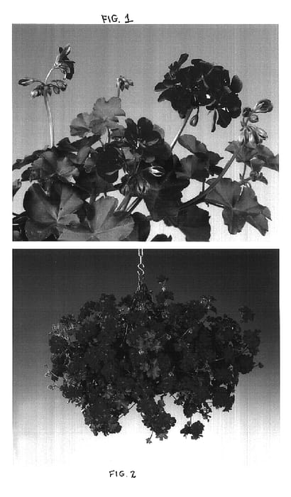 Figure 1 of US plant patent PP16683, the photograph of Fismaxi printed in the patent.